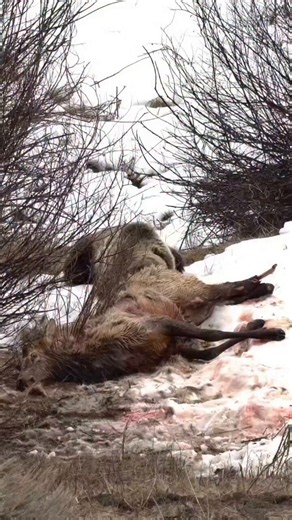 Brown Bears Don't Always Wait