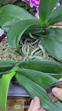 🌸Amazed by the miracle that helps orchids bloom for 3 months