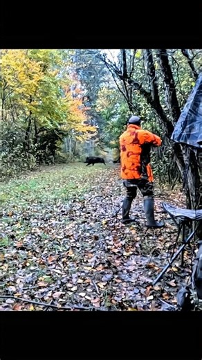 Impressive shot of a wild boar hunt #hunting #wildboar #cinghiale #chasse #sanglier #chase