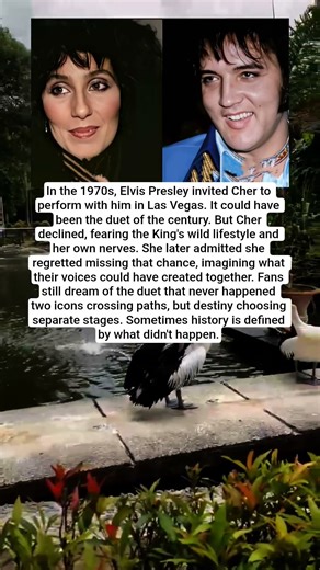 Cher Turned Down Elvis — The Duet That Could Have Changed Music Forever