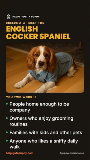 English Cocker Spaniel: Temperament, Grooming and Family Fit