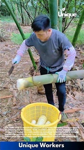Harvesting Fresh Bamboo Shoots: Man Cuts and Collects Bamboo in Forest