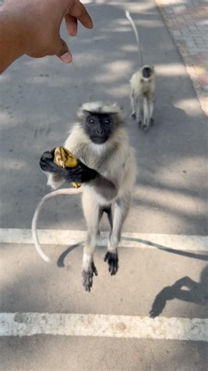 Monkey Jumps In Air to take Banana 😮🐒 #monkey #wildlife #shorts #trending #viral