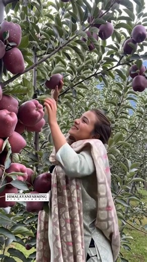 amazing delicious apple harvesting #shorts