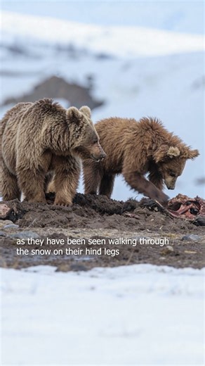 Are Yeti Himalayan Brown Bears?