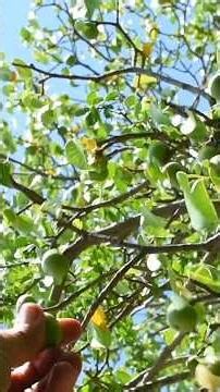 Manchineel Tree: The Deadliest Tree On Earth #Plants #Trees #Shorts