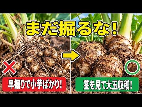 【里芋】収穫のタイミングは茎の一か所で判断！慌てて掘ると小芋ばかり…水やり少なめで楽ちん