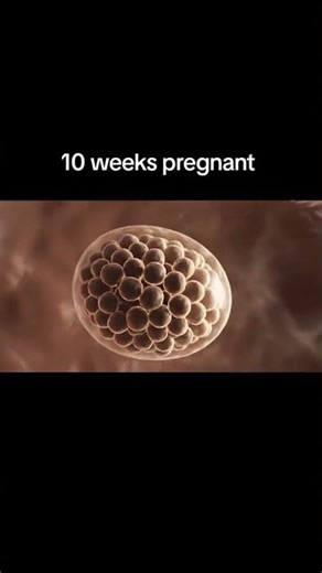 10 Weeks Pregnant | Baby Development & Changes in the Womb (Week by Week Pregnancy)