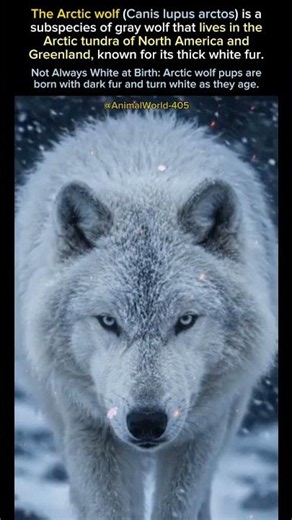 The Frozen Predator of the Arctic ❄️
