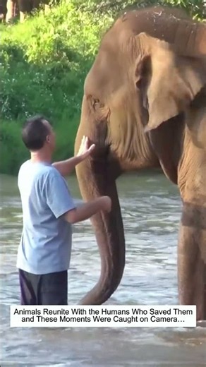 Animals Reunite With Their Rescuers, Caught on Camera…