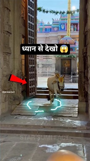 A Cow Comes for Lord's Darshan! 🐄🙏 | Ahobilam Temple's Divine Mystery 🚩✨ #shortvideo
