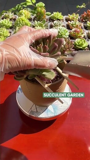 Easy Guide to Repotting Your Succulents