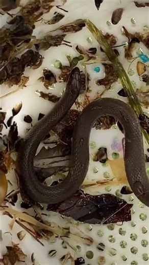 Epic Snake Rescue in Action! Unbelievable Wildlife Encounter #SnakeRescue #WildlifeAdventure