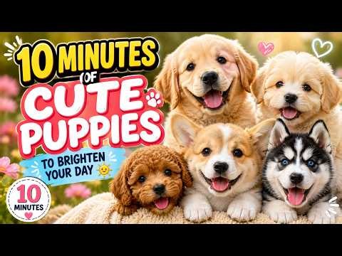 10 Minutes of Cute Puppies to Brighten Your Day ☀️🐾