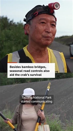 Road closures help Taiwan crabs reach the sea