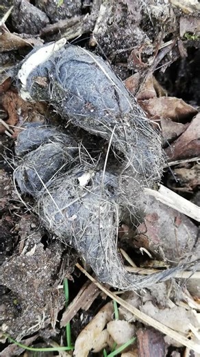 Projekt Losung #wildlife #trailcam #nature #animals #hunting #waldbaden #losung #wolf #wildpig #wald