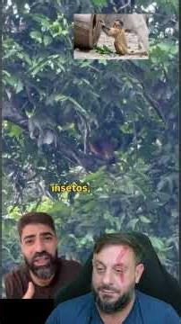 Macaco inteligente #biologohenrique #animais #bichoesperto #biologo