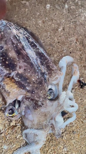 Giant cuttle fish 🦑🦴😱 #cuttlefish #seacreatures | The islander boys