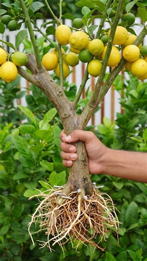 🍋Amazing Lemon Branch Rooting Technique!💊