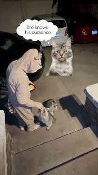Judgy Cat's Halloween Chaos! 😼💥