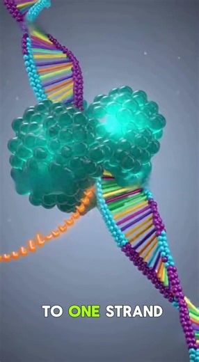 Your DNA never leaves the nucleus… so how is protein made?