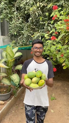 First harvest of mangoes in this season 🥭