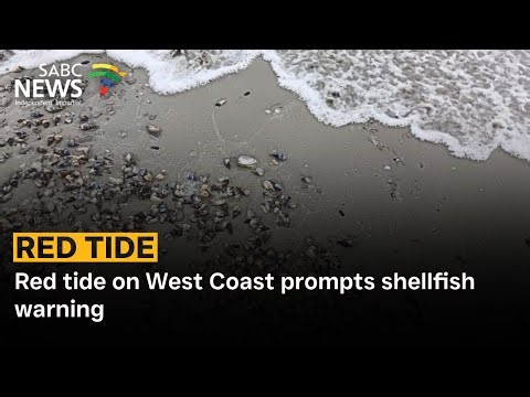 Red tide on West Coast prompts shellfish warning