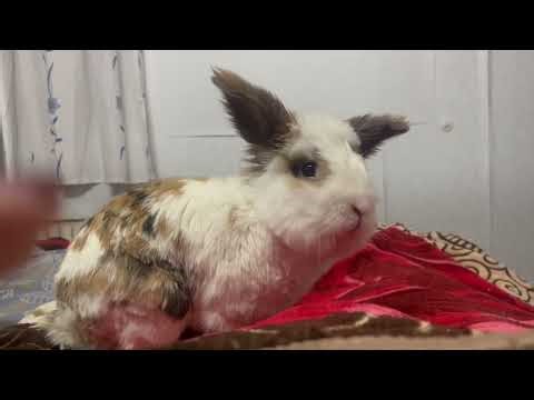Playful Bunny Playing on My Bed.🐰