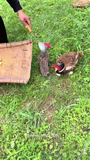 Collecting Wild Eggs in the Woods! #wildlife #farming #harvest