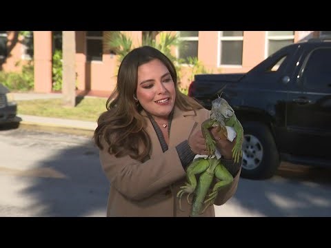 Iguana gets friendly with Local 10's Gabrielle Arzola during chilly New Year's Eve in South Florida