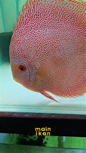 🔥 MAU UPLOAD EH SOLD 🔥 | Ikan Hias Discus Fish | Main Ikan id | Aquarium | Aquascape | Farm