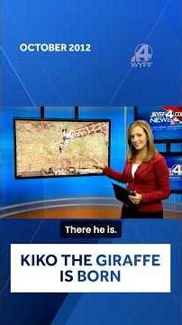 Remember When: Kiko the Giraffe was born in the Greenville Zoo