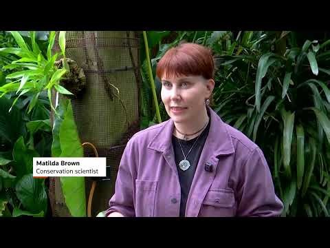 Study finds one-fifth of flowering plant history at risk