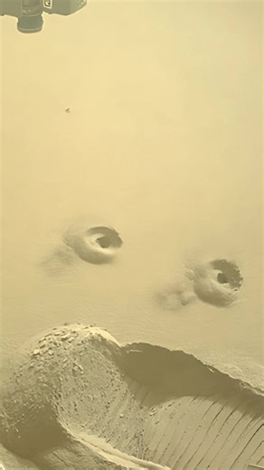 Mars Rover Drilling the Surface Search for Life These holes on the surface of Mars were created by a Mars rover during drilling operations. Mars rovers like Curiosity and Perseverance drill into rocks to collect samples from below the surface. The underground layer is better protected from radiation and harsh conditions, which helps preserve chemical signs of ancient life. The goal is not to find living organisms, but to look for: Organic molecules Minerals formed in water Evidence that Mars onc