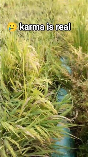 Rice Wastage: The Human Suffering Behind It