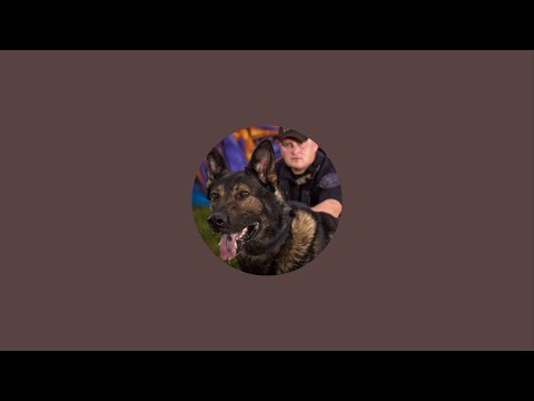 ￼ Live puppy training, part two