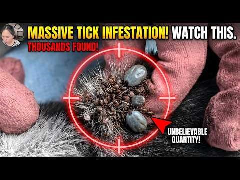 Protect Your Dog From Many Ticks Attacking - How We Can Remove All Ticks From Dog ‪@VCDTVOfficial‬