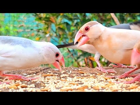 Java sparrows like to sing, like to dance, like to fly, like to be with beautiful friendly friends.