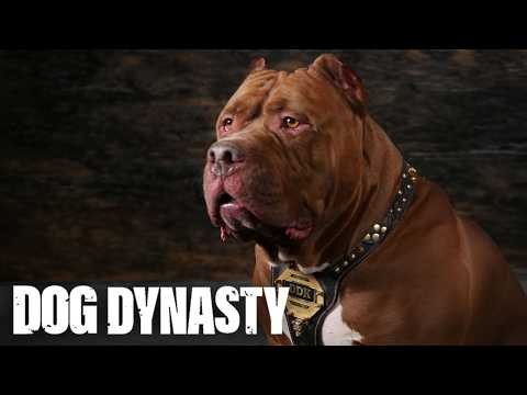 Hulk - The Giant Pitbull's Greatest Moments | DOG DYNASTY