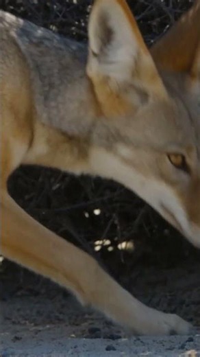 3 Coyotes Chased 1 Roadrunner All Afternoon — And Never Touched It Wildlife Documentary