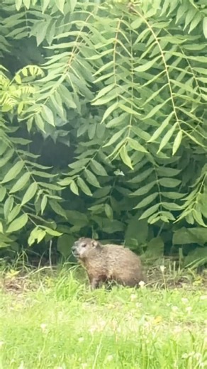 Percy, our resident baby groundhog, is growing up fast #groundhog #nature #animals #wildlife #cute