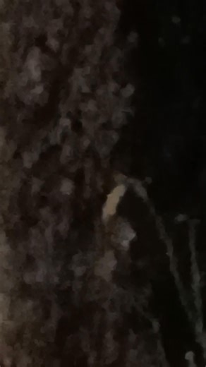 🇯🇵日本国福井県福井市足羽川桜並木の堤防！ 桜🌸の木！桜名所！ 雪❄☃️🌨️！ 🇯🇵 Cherry blossom-lined banks of the Asuwa River in Fukui City, Fukui Prefecture, Japan! Cherry blossoms🌸! Famous cherry blossom spot! Snow❄☃️🌨️! 2026.2月1日先勝 🇯🇵日本国神様の日P.m.22.15. 生活保護申請者。🇯🇵日本国福井県福井市駅前出身！ 🇯🇵日本国福井市足羽山の火葬場跡地前シェルターに居ます。先月中旬から先月末迄！しかし、今月の中旬迄延期 年金迄！目のまえは1500年前に26代継体天皇が発見した笏谷石！ 民のために！と 後に北前船で全国に！ 母の実家は福井県鯖江市！眼鏡産地で世界一のシェア、 元衆議院山本拓さんの奥様は内閣総理大臣 高市早苗さん 昨年鯖江市に！ 歩兵第36連隊（ほへいだい36れんたい、歩兵第三十六聯隊）は、大日本帝国陸軍の連隊のひとつ。根拠地は、福井県今立郡神明町（現・鯖江市）に置かれた。 今立は越