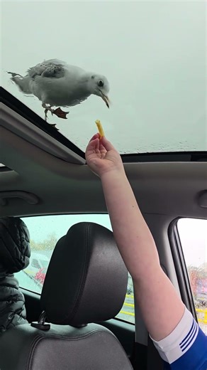 Bold Seagull Tries to Snatch a Fry Through the Sunroof