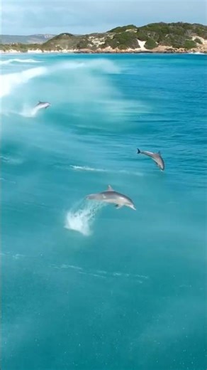 Dolphins Jumping in the Open Sea 🐬🌊 | Pure Ocean Magic🙀