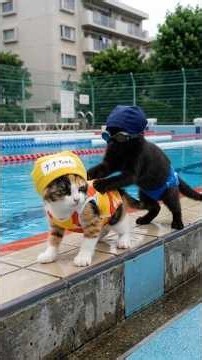 「さすがに、ちょっとしつこい！」・・・温水プールで三毛女子ナナちゃんにちょっかいをかける黒猫。------#飼い猫 #aicatstory #aicatvideo #可愛い猫