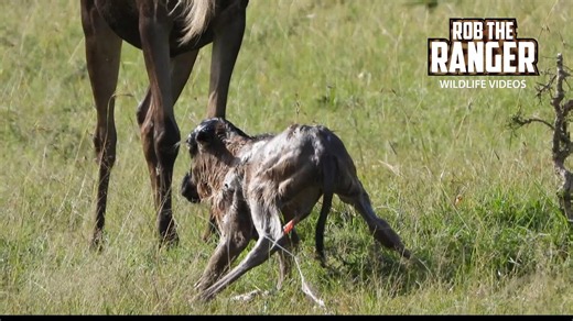 The birth of a new gnu in the Maasai Mara