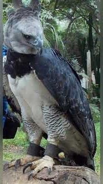 Harpy Eagle: The Jungle’s Most Terrifying Hunter 😱🦅