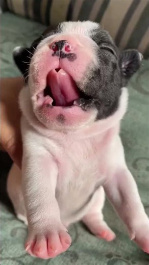 pug dog 🐶 first time in my house 🏠 cutest dog ever 🐶