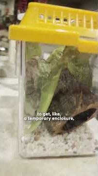 Guy Finds Tiny Frog In His Salad And Makes Him A House | The Dodo