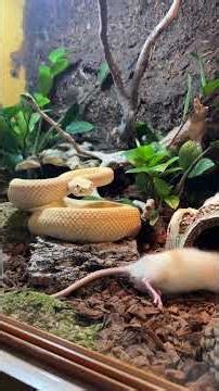 This Rattlesnake Feeding Will BLOW Your Mind! 🤯🐍 #shorts #rattlesnake #snake